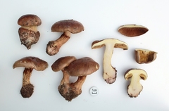 Cortinarius xanthophyllus