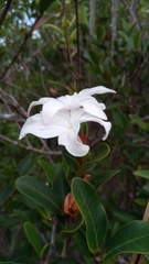 Mascarenhasia