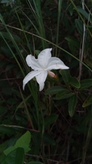 Mascarenhasia