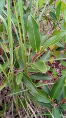 Mascarenhasia