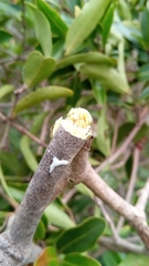 Mascarenhasia