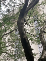 Celtis sinensis
