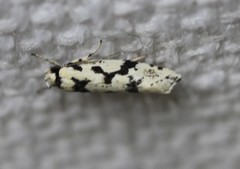 Lichenaula calligrapha