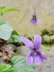Viola