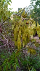 Dalbergia bracteolata image