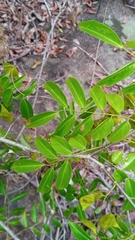 Dalbergia bracteolata image