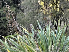 Phormium cookianum hookeri