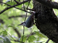 Sitta europaea