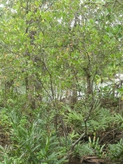 Aegiceras corniculatum