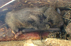 Pipistrellus abramus