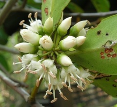 Aegiceras corniculatum
