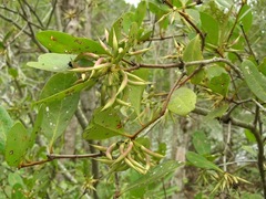 Aegiceras corniculatum