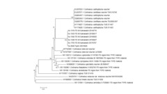 Cortinarius xanthophyllus