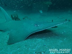 Rhynchobatus australiae