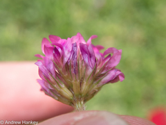 Trifolium africanum
