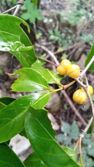 Pyrostria bibracteata