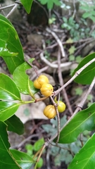 Pyrostria bibracteata