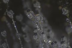 Pilobolus crystallinus