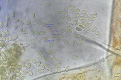 Pilobolus crystallinus