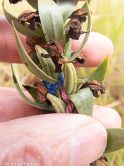 Brachycorythis conica transvaalensis
