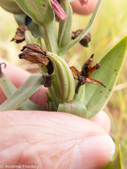 Brachycorythis conica transvaalensis