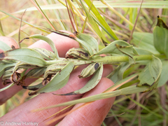 Brachycorythis conica transvaalensis