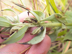 Brachycorythis conica transvaalensis