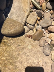 Pachygrapsus marmoratus