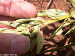 Brachycorythis conica transvaalensis