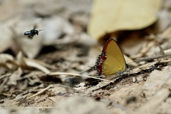 Heliophorus epicles