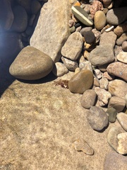 Pachygrapsus marmoratus