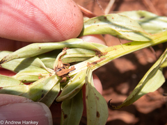 Brachycorythis conica transvaalensis