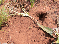 Hystrix africaeaustralis