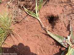 Hystrix africaeaustralis