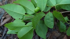 Margaritaria rhomboidalis