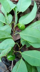 Margaritaria rhomboidalis