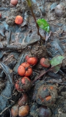 Margaritaria rhomboidalis