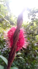 Combretum macrocalyx image