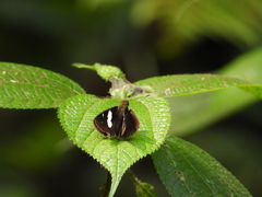 Notocrypta paralysos