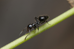 Technomyrmex sophiae