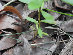 Persoonia cornifolia