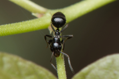 Technomyrmex sophiae