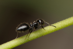 Technomyrmex sophiae