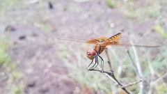 Urothemis