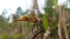 Urothemis