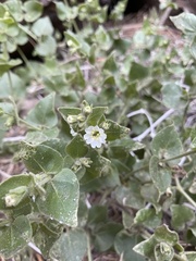 Mirabilis tenuiloba