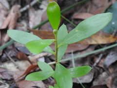 Persoonia cornifolia