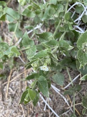 Mirabilis tenuiloba