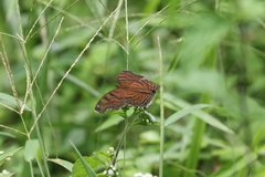 Junonia intermedia