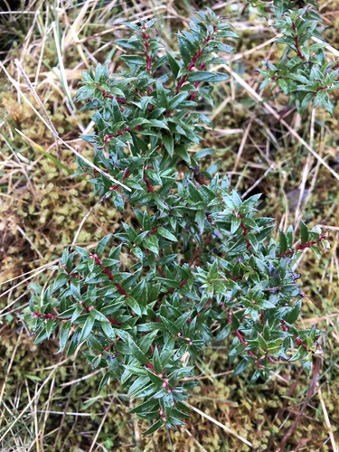 Prickly Heath